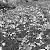 Profile Picture of Madison Ashley (@madisonashley475) on Youtube