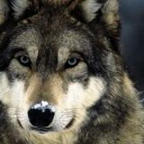 Profile Picture of Richard England (@traveler1877) on Twitter