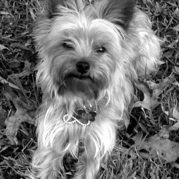 Profile Picture of Brandy Manley (@bmanley4) on Poshmark