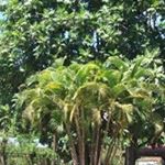 Profile Picture of Vincent Pizzi (@vincentpizzi) on Instagram