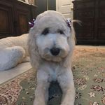 Kelly Reese Beichner - Instagram Profile Picture of Kelly Reese Beichner (@kellybeichner) on Instagram