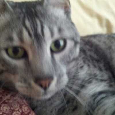 Profile Picture of Heather Brod (@bgirl0987) on Twitter