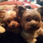 Profile Picture of Carol Bratcher (@yorkiemom3) on Instagram