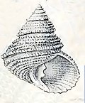 Profile Picture of Turcica moniliferaon Wikipedia
