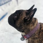 Profile Picture of Алиса (@aliska_frenchbulldog) on Instagram