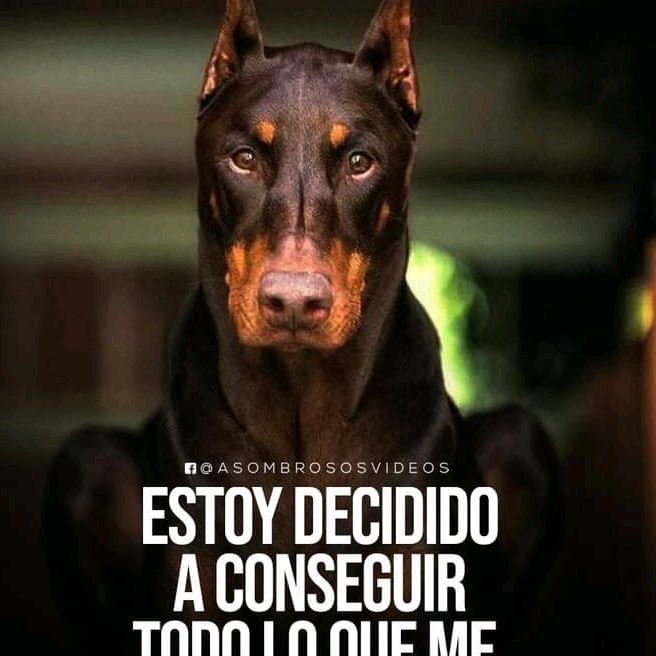 Profile Picture of Richard yhoshiro (@richard.yhoshiro) on Tiktok