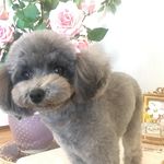 Profile Picture of Cocoちゃん🐶成長記録 (@cocodiary0107) on Instagram
