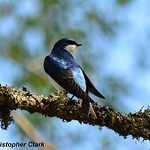 Profile Picture of C. Clark (@birdmanclark) on Flickr