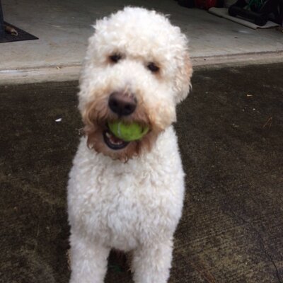 Profile Picture of Joe Prine (@prine_joe) on Twitter