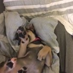 Profile Picture of Ellie Rose Koster (@elliepuppy4596) on Instagram