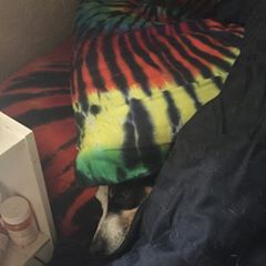 Profile Picture of Robert DeBolt (@robertdebolt1) on Tiktok