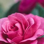 Profile Picture of Jason Weiler (@Jason-Weiler) on Facebook