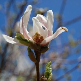 melanie thibeault - Pinterest Profile Picture of melanie thibeault (@melaniethibeault11) on Pinterest