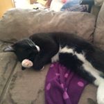 Profile Picture of Bandit & Garfield (@banditcraig) on Instagram