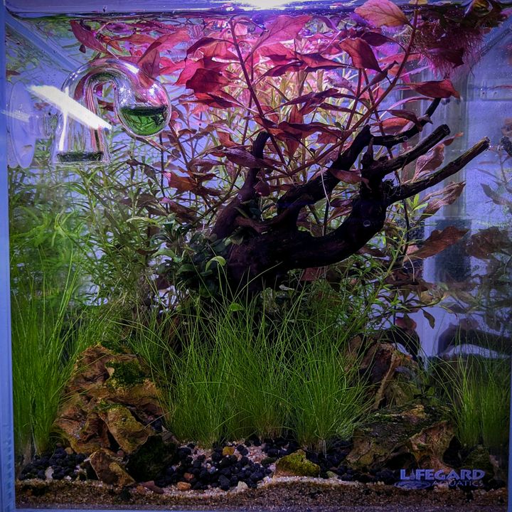 Profile Picture of Sean Hardin (@frontrangeaquascapes) on Tiktok