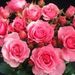 Profile Picture of Rayees Ansari (@rayeesansari69) on Pinterest
