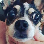 Profile Picture of Dawna Newman (@dinsydoolittle) on Instagram