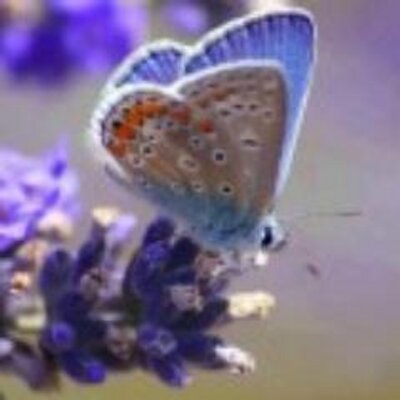 Profile Picture of Motýlek Emanuel (@AnneMotel) on Twitter