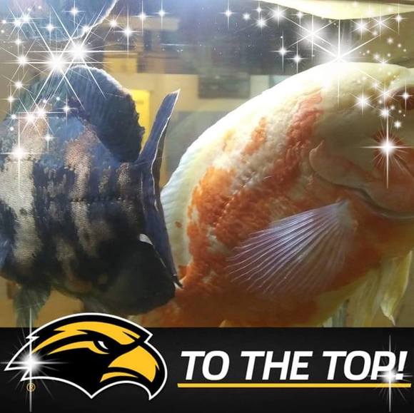 Profile Picture of Hennisdavid Hennisdavid (@hennisdavidh) on Poshmark