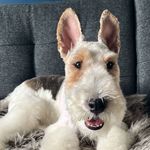 Profile Picture of Patrick Robinson-Kelly (@patrick.the.wirefoxterrier) on Instagram