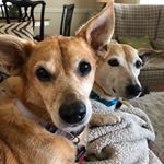 Profile Picture of Debbie Hoyt Banfield (@debbiehoytbanfield) on Instagram