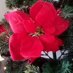 Joy Gore - Instagram Profile Picture of Joy Gore (@joygorelasula) on Instagram