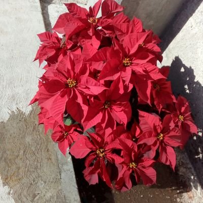 Profile Picture of Crescencio Sanchez (@CrescencioSan17) on Twitter