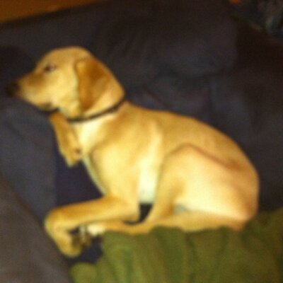 Profile Picture of Megan Butcher (@megbutcher72) on Twitter