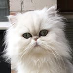 Profile Picture of Oliver & Simon (@oliver_and_simon) on Instagram