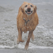 Steve Westerberg - Youtube Profile Picture of Steve Westerberg (@stevewesterberg310) on Youtube