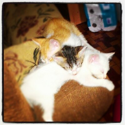 Profile Picture of Bernard Liu (@RyouHikaru) on Twitter