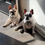 Profile Picture of Richard Pompey (@ricogoblue) on Instagram