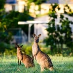 Profile Picture of Adam Aus (@ahmad.aus.2025) on Facebook