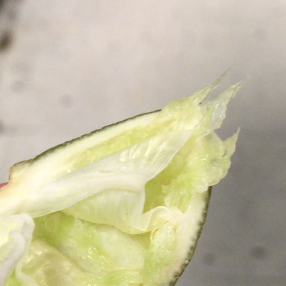 Profile Picture of Benito Camelo (@cesar_molinar) on Poshmark