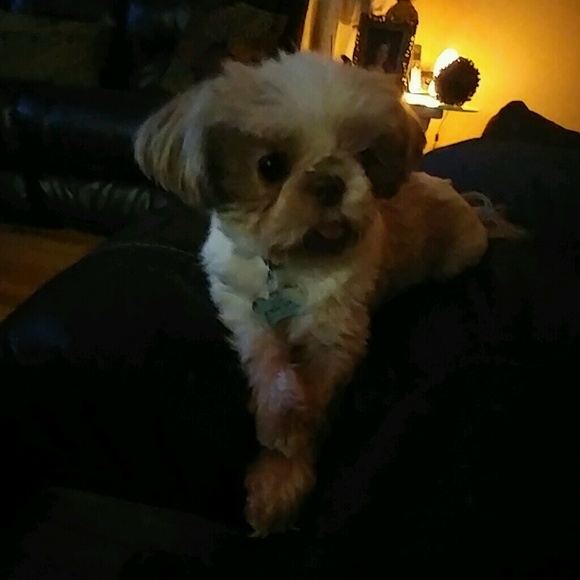 Profile Picture of Lisa Norat (@lnorat) on Poshmark