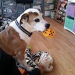 Profile Picture of Kerri Davey (@daveykerri) on Instagram