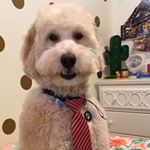 Profile Picture of Henry Danger Barnum (@henry_the_dog5) on Instagram