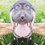 Profile Picture of bobbygottschall (@bobbygottschall) on Instagram