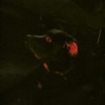 Profile Picture of michael pallante (@michaelpallante) on Instagram