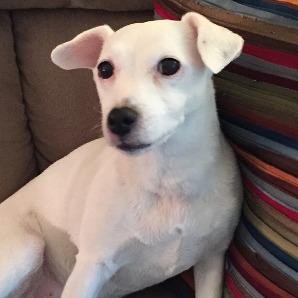 Profile Picture of Lisa Didiano (@didi423) on Poshmark