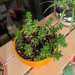 Profile Picture of Sharon Howard-Petrin (@sharon._.marie) on Instagram