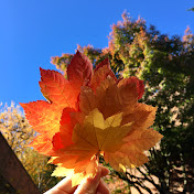 Profile Picture of Lily Ying (@lilyying6322) on Youtube