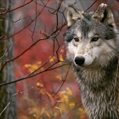 Profile Picture of Archilles (@PingChenYEH) on Twitter