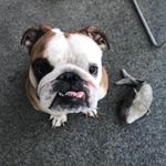Profile Picture of Audrey DCE (@la_petite_audrey_bulldog) on Instagram