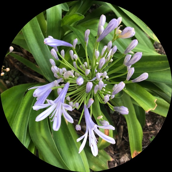 Profile Picture of Cheryl Lenisa (@recyle750) on Poshmark