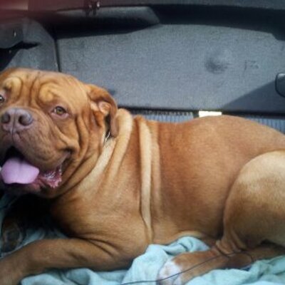 Profile Picture of Leah Hodgson (@leahhodgson02) on Twitter