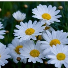 Profile Picture of daisy devora (@daisydevo16) on Pinterest