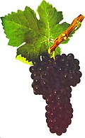 Profile Picture of Syrah - Wikipediaon Wikipedia