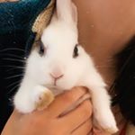 Profile Picture of Ray Ray (@raymond_thebunny) on Instagram