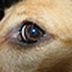 Profile Picture of Jaime Smith (@calbysdad) on Flickr